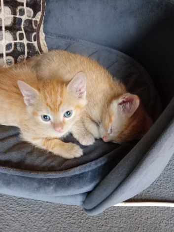 Ginger female kitten