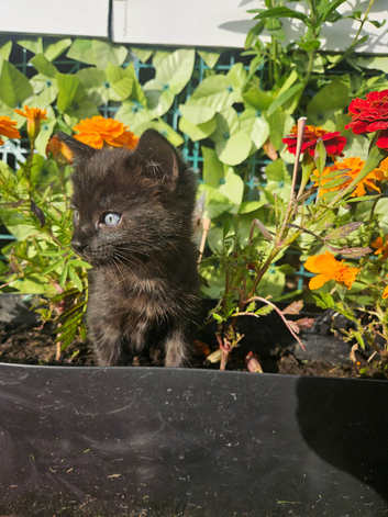 Little sweet kittens