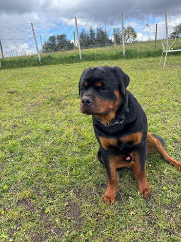 Rottweiler pup