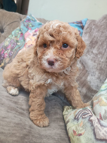 Toy Poodle apricot cream merle