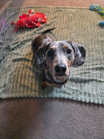 Male dachshund looking for loving home