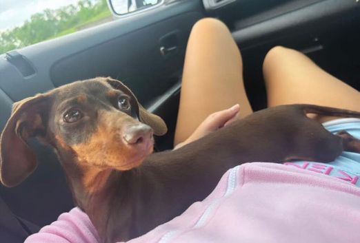 Rehoming our girl mini