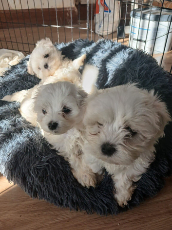 Maltese Puppies