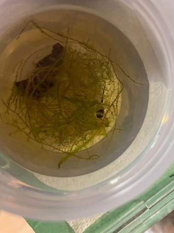 3 Tinc Azureus tadpoles ready to go