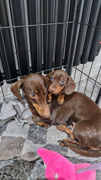 LAST GIRL READY NOW Miniature Dachshund Puppy