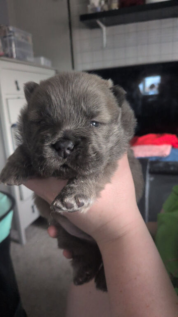 Chow chow puppies