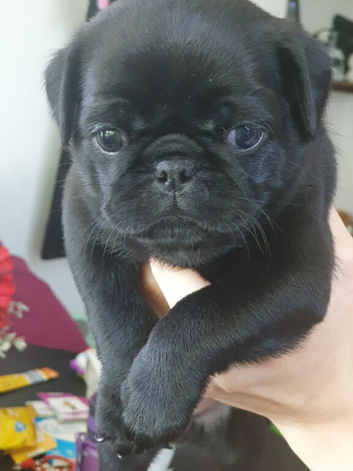 Pug puppies
