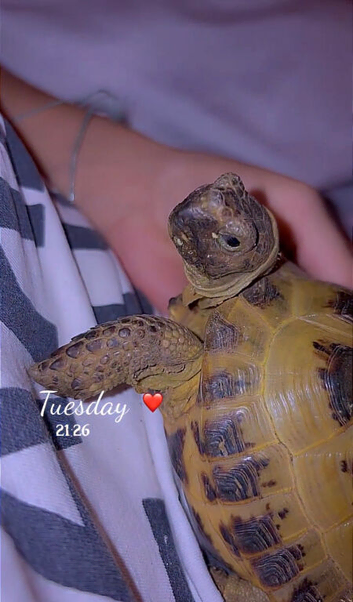 horsefeild tortoise very friendly boy