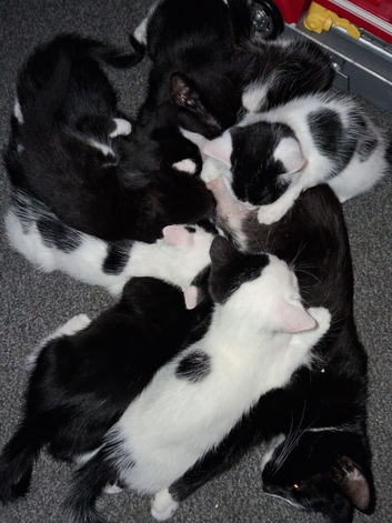 6 kittens