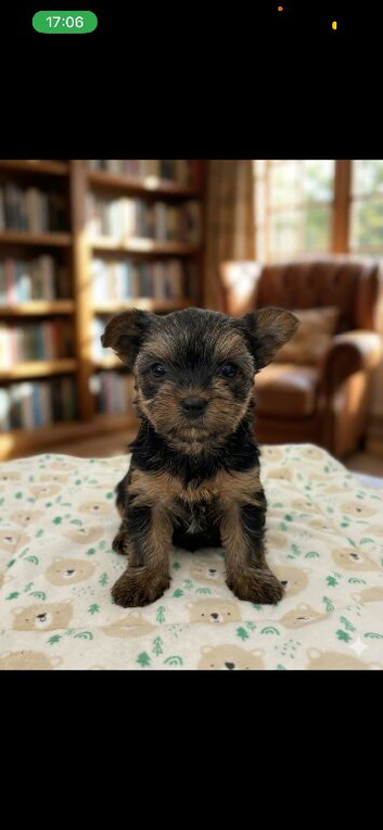 Yorkshire terrier puppy&rsquo;s