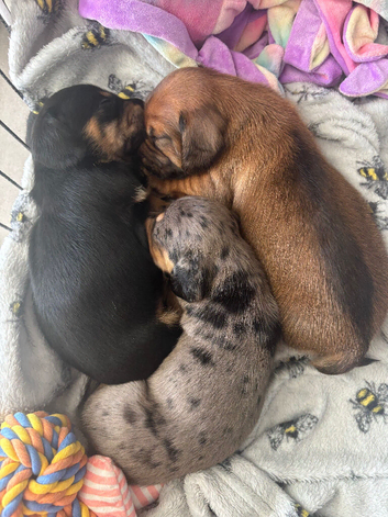 Miniature dachshund puppies for sale - ready after September 30th