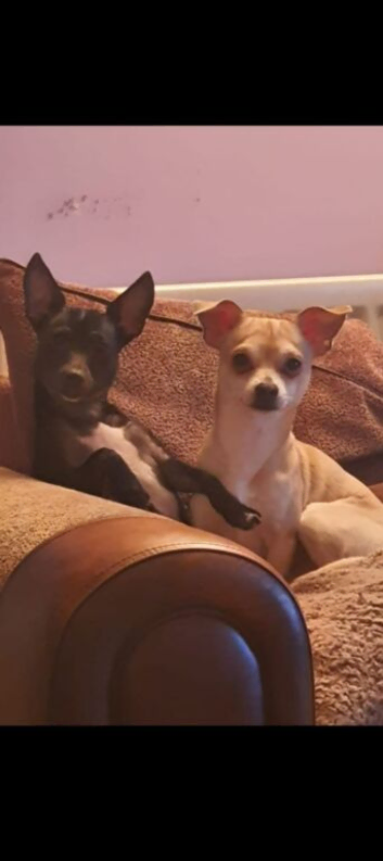 Two chihuahuas