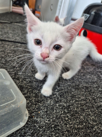 Kittens for sale