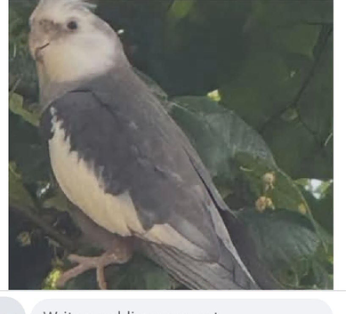 Cinamon cockatiel