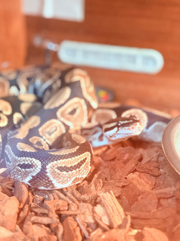 Python