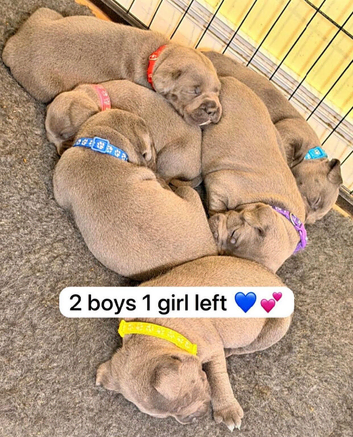 6 champion Staffordshire bull terriers looking for there fur-ever home
