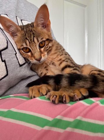 Female Savannah kitten for sale