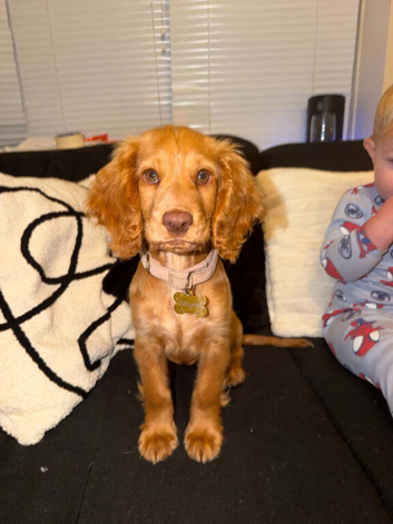 Golden cocker spaniel girl