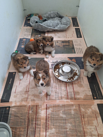 SHELTIE PUPS READY JULY 22ND