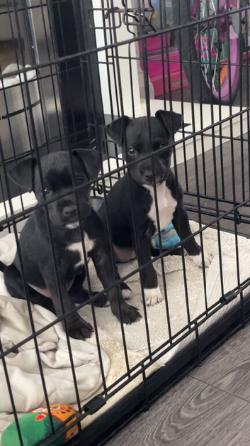 Pups for sale