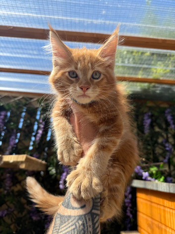 Maine coon kittens