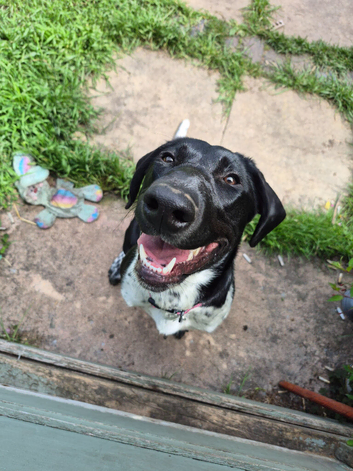 German pointer cross collie female puppy looking for new forever home