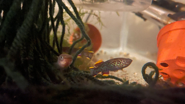 Gradenri killifish or Blue steel Killifish Trio (1M 2F)