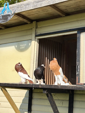 Reverse wing pouters