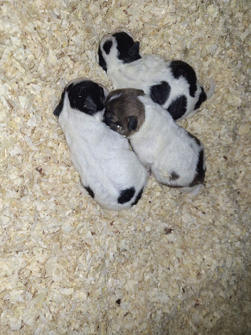 Very small Jack Russell puppies for sale, 1 girl and 2 boys available.
