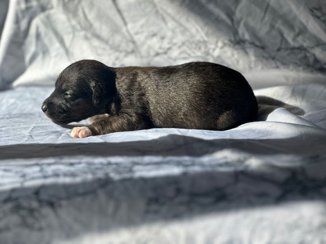 First cross Bedlington whippets