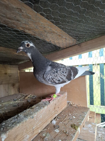 Romanian and English Racing Pigeons
