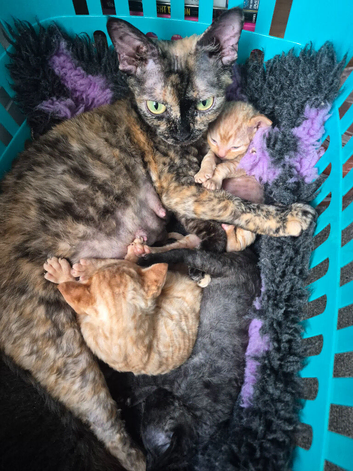 Litter of Devon rex boys