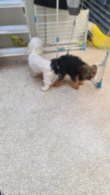 FOR SALE (YORKSHIRE TERRIER/ MALTESE