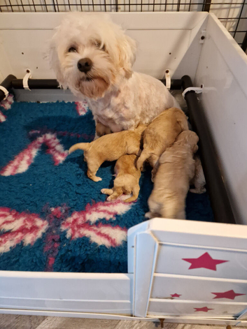 Gorgeous tiny maltipoo puppies