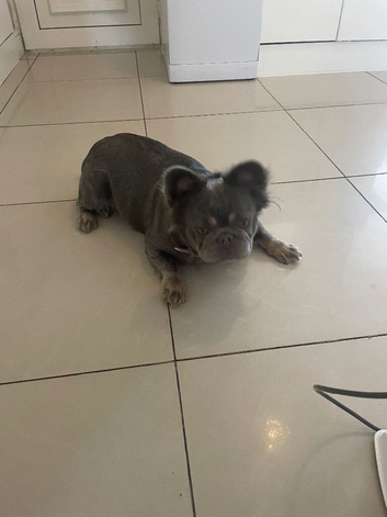French bulldog female