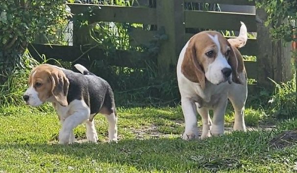 Stunning Blanket Tri, KC Registerd, Beagle Pup - Ready Now
