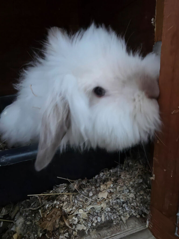 Lovely white Fenale mini lion lop for sale
