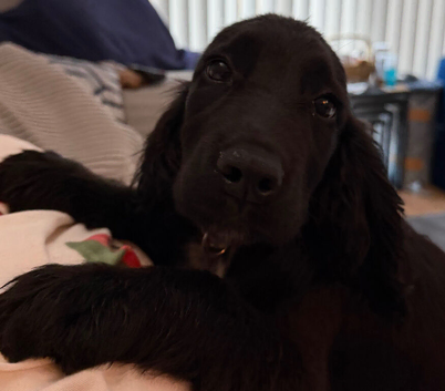 Gorgeous Bouncy Black Cocker