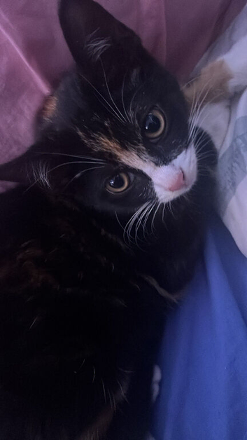 3 month old kitten