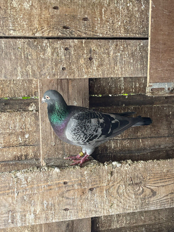 Racing pigeon for sale