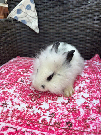 Beautiful balls of fluff