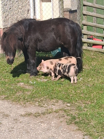 Kune kune piglets