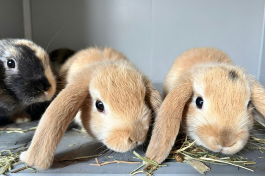 Purebred Mini Lops Kits - Mini Lop Rabbits - Baby Rabbits
