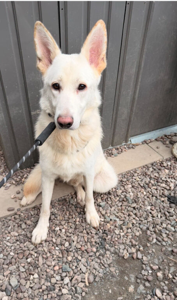 Beautiful German Shepard For Rehome