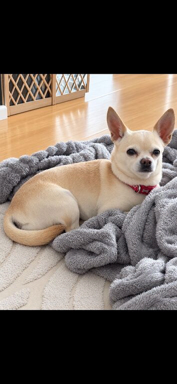 Pure chihuahua stud