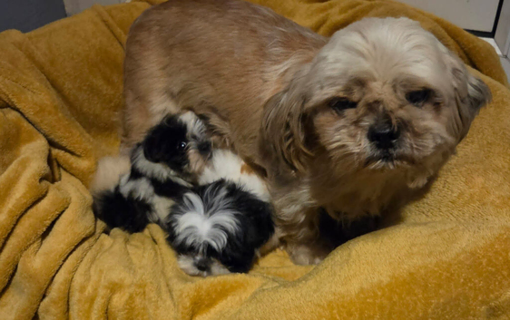 Shih Tzu