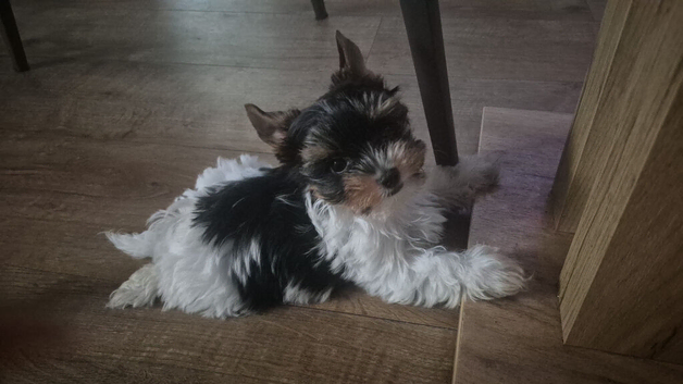 Beautiful girls Yorkshire terrier biewer