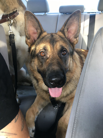 German shepherd age 5