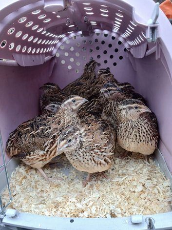 Pol japanese hen quail