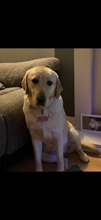 Labrador retriever golden
